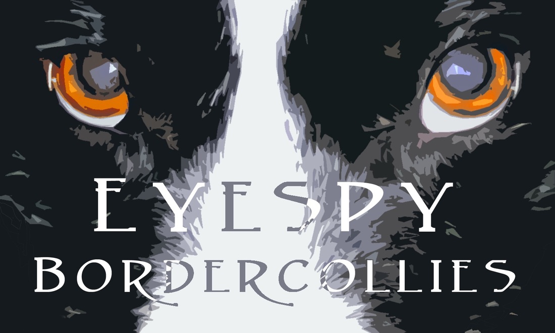 EyeSpy Border Collies