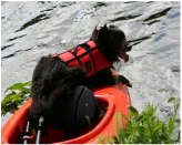 Goose Dog on water, King County, Seattle, WA