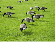 Canada geese feeding, Seattle, WA