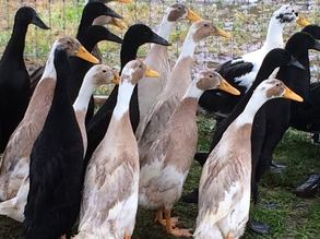 Goose dog training ducks, Skagit County, WA