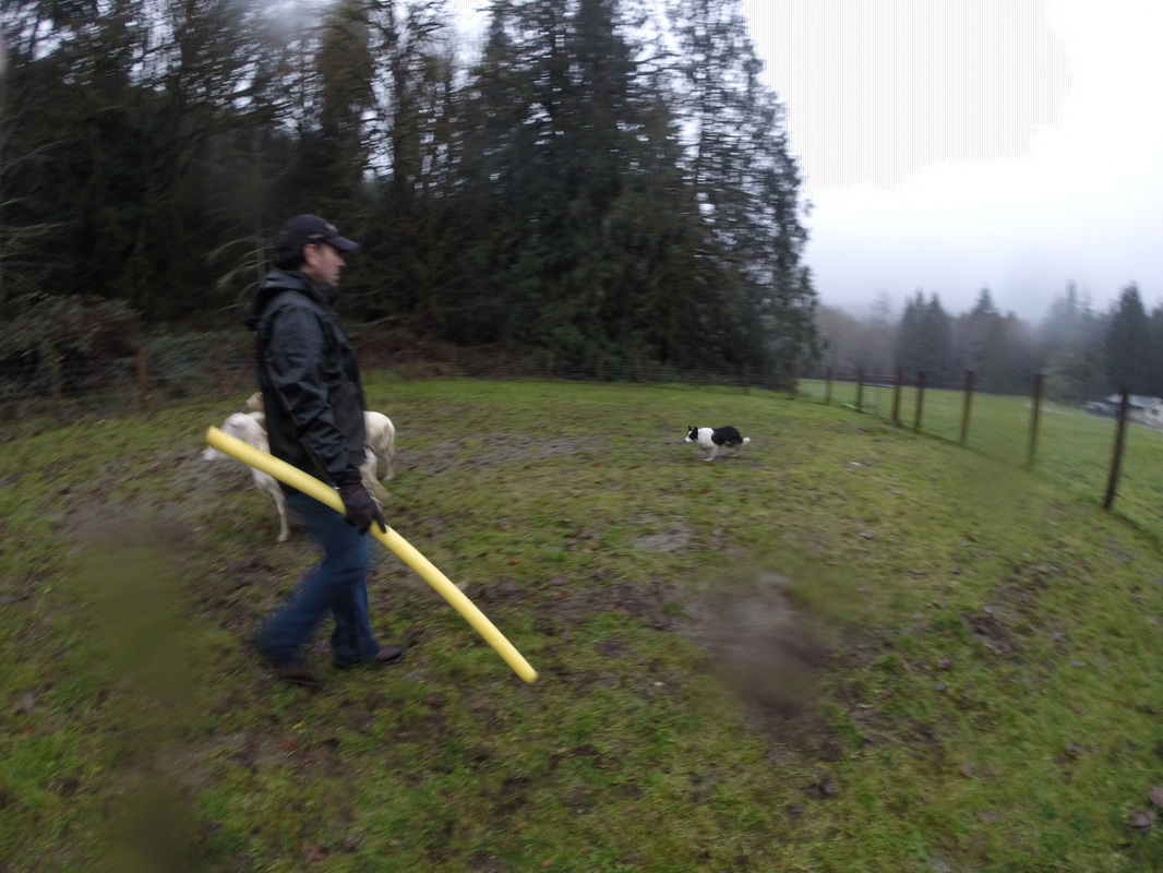Training goose control dog, Skagit County, WA